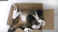 upside down sleeping GIF by Cheezburger