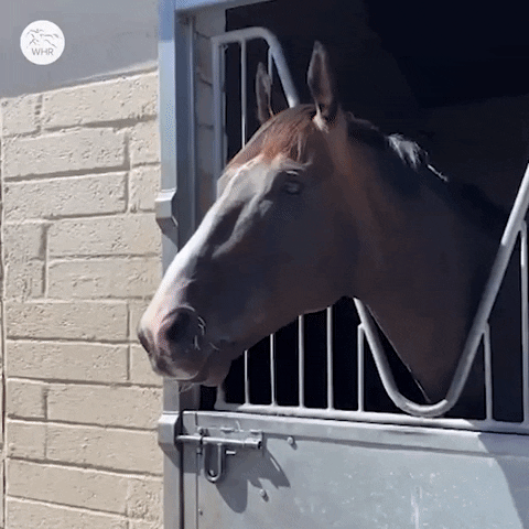 Sport Love GIF by World Horse Racing