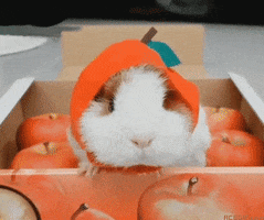 eduardoporto GIF
