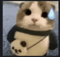 Cute Cat GIF