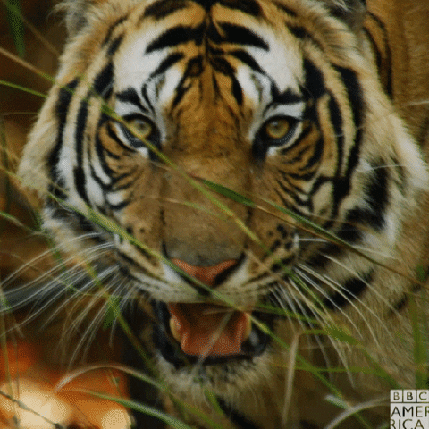 Tiger GIFs - Get the best GIF on GIPHY
