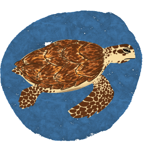 Olive Ridley Project Sticker