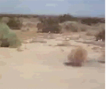 Tumbleweed GIFs - Get the best GIF on GIPHY