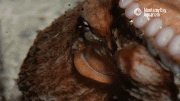 siphon finding nemo GIF by Monterey Bay Aquarium