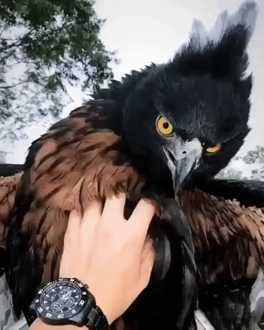 Harpy Eagle Gifs Get The Best Gif On Giphy