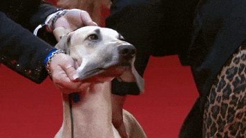 Happy Long Hair GIF by American Kennel Club