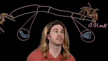 kyle hill spiders GIF by Because Science