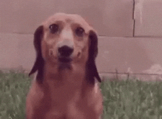 Gif s usmívajícím se hnědým jezevčíkem. 