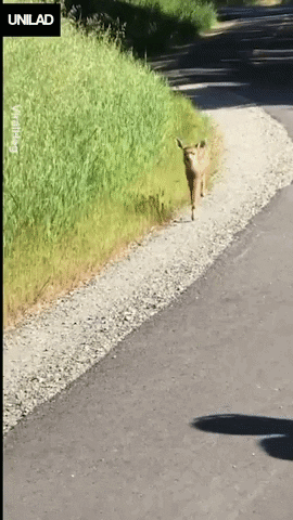 giphy.gif