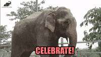Party Celebrate GIF by Wildlife SOS