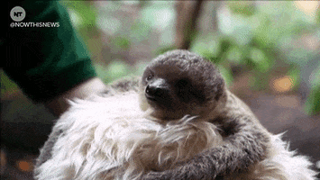 london sloth GIF by NowThis 