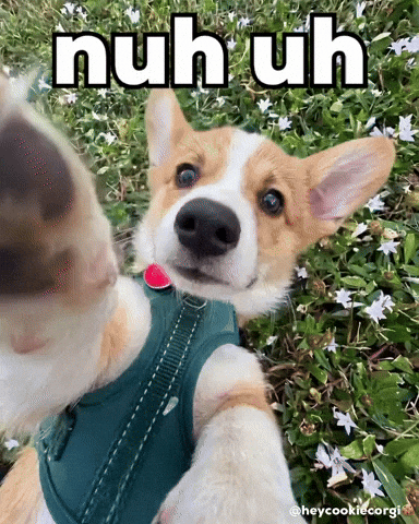 Dog No GIF