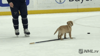 Ice Hockey Dog GIF by NHL - Find & Share on GIPHY