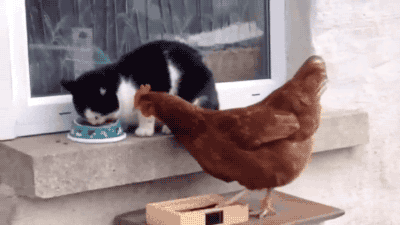 Adorable Cat GIF - Find & Share on GIPHY