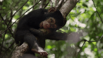 Wildlife gif. Baby chimp rests its head, its body curled around a tree branch while its foot waves lazily.