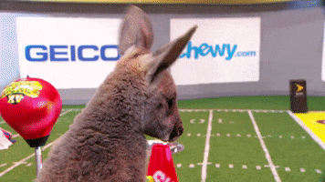 kangaroo GIF by Puppy Bowl