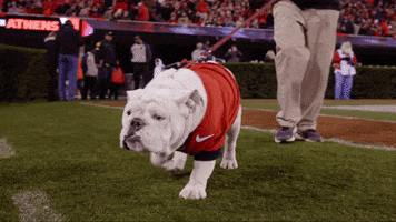 College Football Bulldogs GIF by University of Georgia