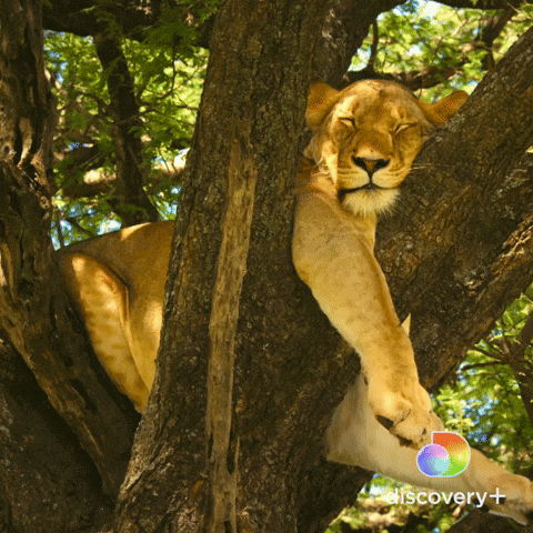 Video gif. A tired female lion peacefully sleeps in a tree, her paws dangling. We zoom in on her closed eyes.