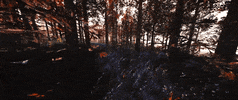 Forest Woods GIF by quasarwei