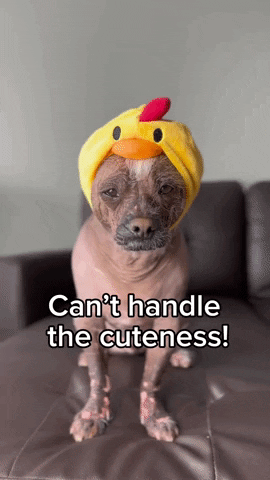 Chinese Crested Chicken GIF