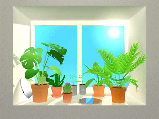 house plants