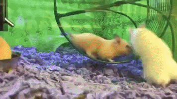 kibueno  GIF