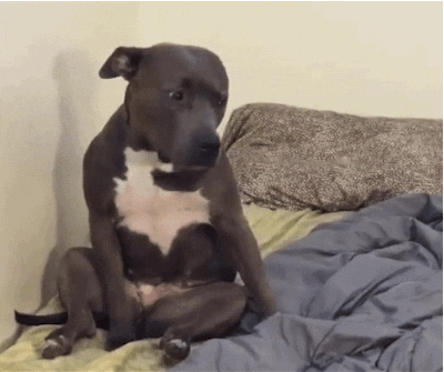 Tired At Home GIF - Find & Share on GIPHY