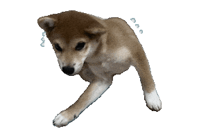 柴犬 Sticker