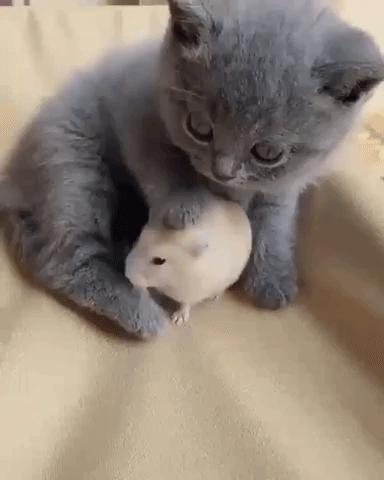Video gif. Small gray kitten sits with a small tan hamster moving around its feet. The kitten looks confused as the hamster sniffs around the cat.