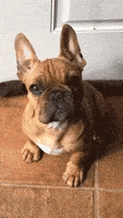 Confused Dog GIF by MOODMAN