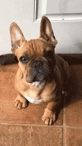 Video gif. French Bulldog looks up at us with innocent eyes and a pouty mouth as it tilts its head as if confused.