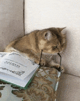 Reading GIFs - Find & Share on GIPHY