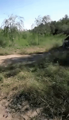 chouchouu  GIF