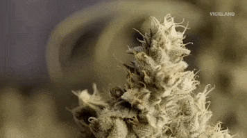 Weed Cannabis GIF by MOST EXPENSIVEST