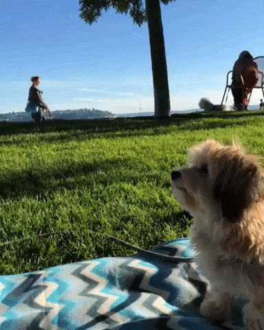 high five dog GIF by Jesse Ling