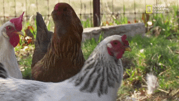 The Incredible Dr Pol Chickens GIF by Nat Geo Wild