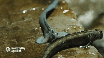 jumping leaping blenny GIF by Monterey Bay Aquarium