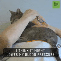 Blood Pressure Cat GIF by 60 Second Docs