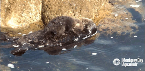sea otter love GIF by Monterey Bay Aquarium