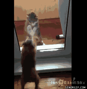Big butt in shorts porn library Page win gif cheezburger find share on giphy