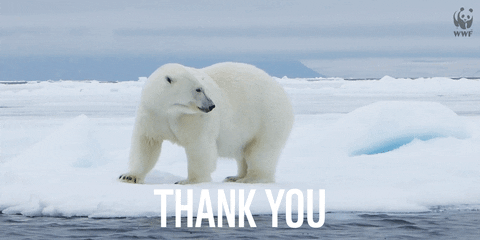 Thank You Bear GIFs - Get the best GIF on GIPHY