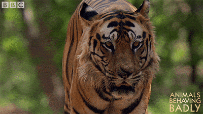 Walking Tiger GIF by BBC - Find & Share on GIPHY