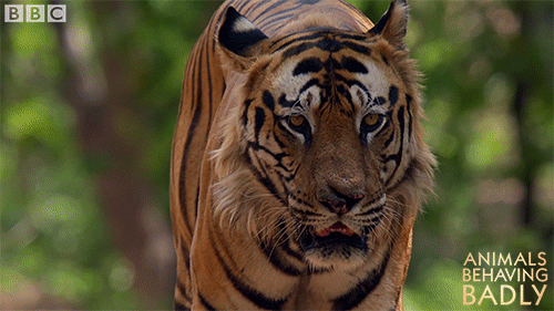 walking tiger GIF by BBC