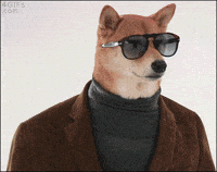 Gif Meme Dogo Original Doge GIFs Find & Share On GIPHY