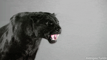 snarling black panther GIF