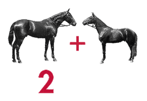 New Year'S Eve Horse Sticker