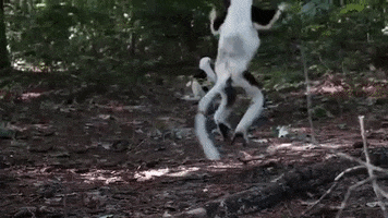 jumping duke lemur center GIF by Duke University