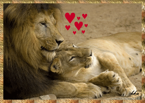 Lion Kisses Gifs Get The Best Gif On Giphy