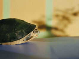 Singing Turtle GIF by Free The Sea