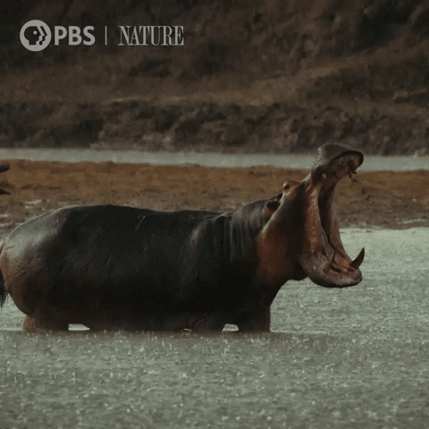 Angry Pbs Nature GIF by Nature on PBS